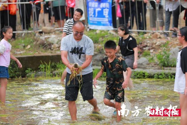 稻田抓鱼现场。