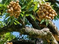 一“眼”千年，买卖全球新图景｜茂名丰收掠影