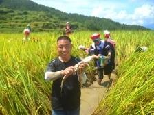​图集｜岭南大地处处好“丰”景