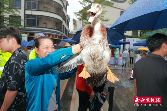 套中鸭子喜获歉收。