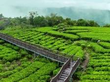 乡村合伙人②丨东水茶蝶变记：一片叶子带旺一个乡村