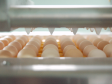 记者手记：小小一枚蛋，靠紧大市场