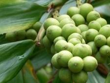 以“高凉菜”之名寻根赋能，能揭示阳江哪些特有的美食文化密码？| 阳江历史文化行