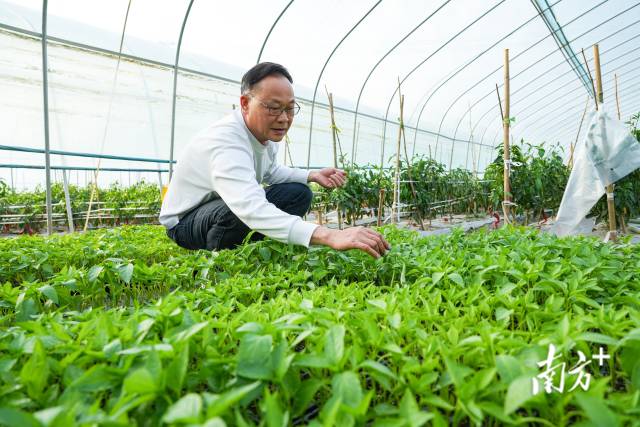 技术人员正在检查航天辣椒生长情况。何森垚摄