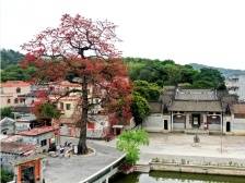 蓬江良溪村：悠悠“桃花源”，处处皆风景｜江门典型村调研