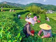 东江快评｜跻身省级培育名单，紫金蝉茶迈向百亿产业集群新征程