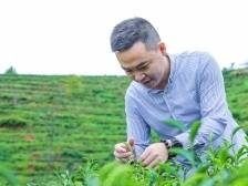 倾注10年心血，这位“茶王”只为一杯“紫金蝉茶”