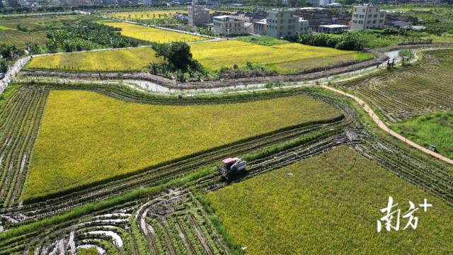 汕头金融机构为农业生产提供资金支持与风险保障,助力农民增产增收。 南方+ 张伟炜 拍摄 汕头金融机构为农业生产提供资金支持与风险保障,助力农民增产增收。 南方+ 张伟炜 拍摄