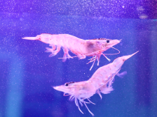 建设种业强省，争创世界领先！广东探索水产发展“芯”路径