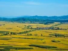 龙江大地丰收季，稻花香里说丰年