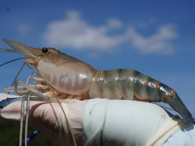 肇庆“虾王”链动60亿元