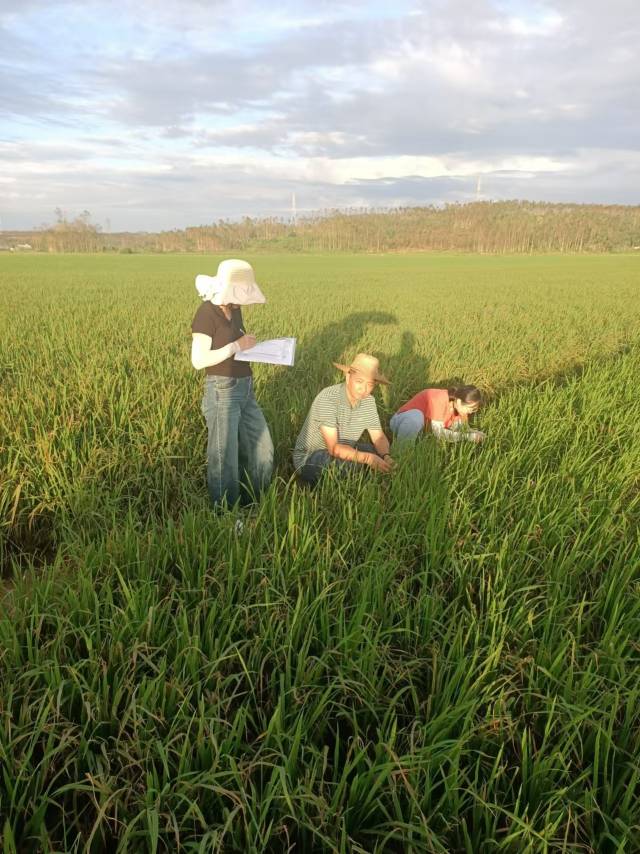 天禾农服人员观察水稻长势情况。