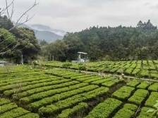 新兴县里洞镇：点燃“红色引擎”，因地制宜走出特色发展路径