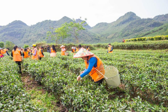 茶農(nóng)采茶。