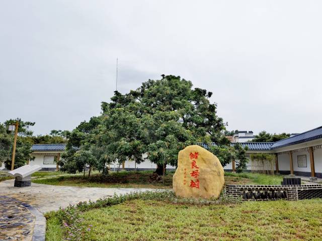 储良龙眼母树。