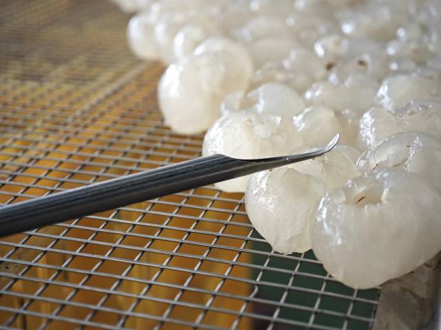 挑龙眼肉工具。