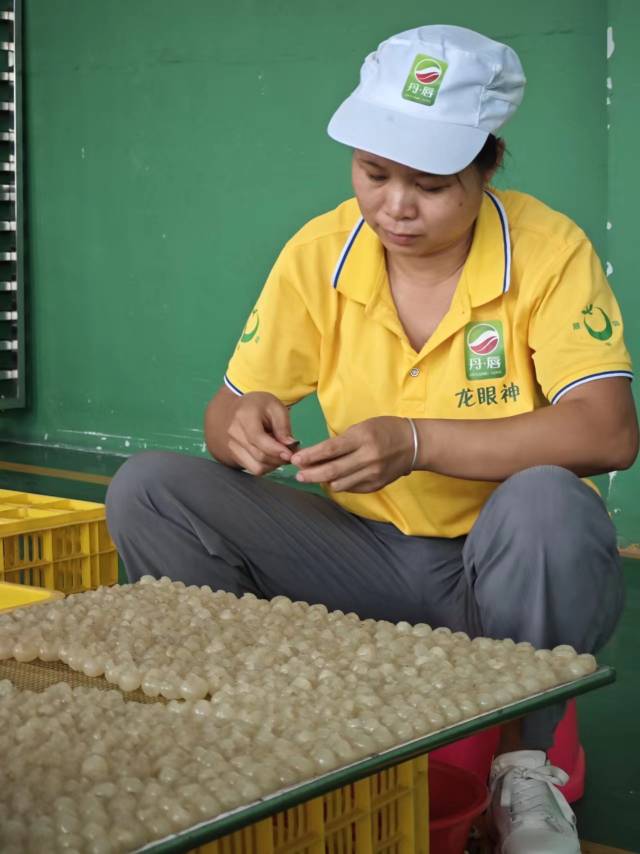 阿碧在丹唇公司上班，挑龙眼肉是龙眼上市季最主要的工作。