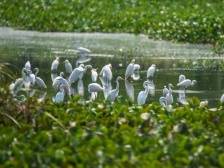 云浮郁南：城市绿洲白鹭飞