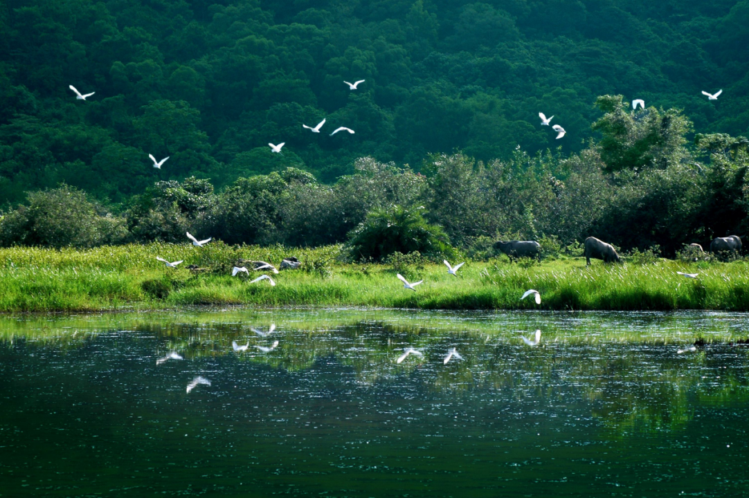 淇澳红树林。珠海高新区供图