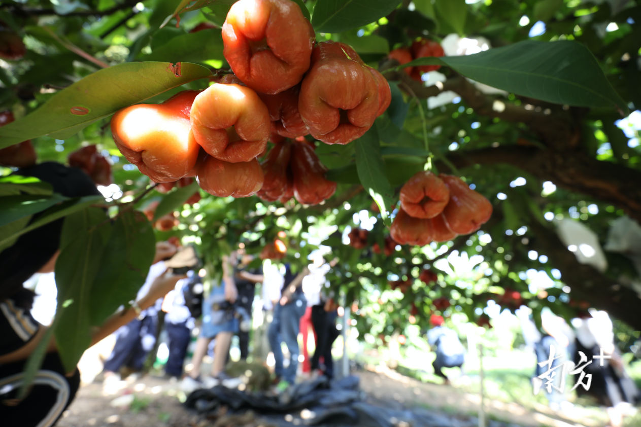 台创园。 南方+记者 关铭荣 摄 台创园。 南方+记者 关铭荣 摄