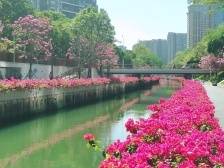 把“海风”和“绿意”带到你身边！｜“山海连城 绿美深圳”调研走进南山