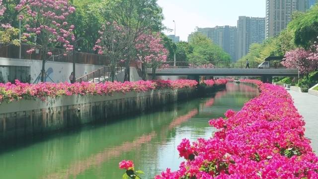 把“海风”和“绿意”带到你身边！｜“山海连城 绿美深圳”调研走进南山