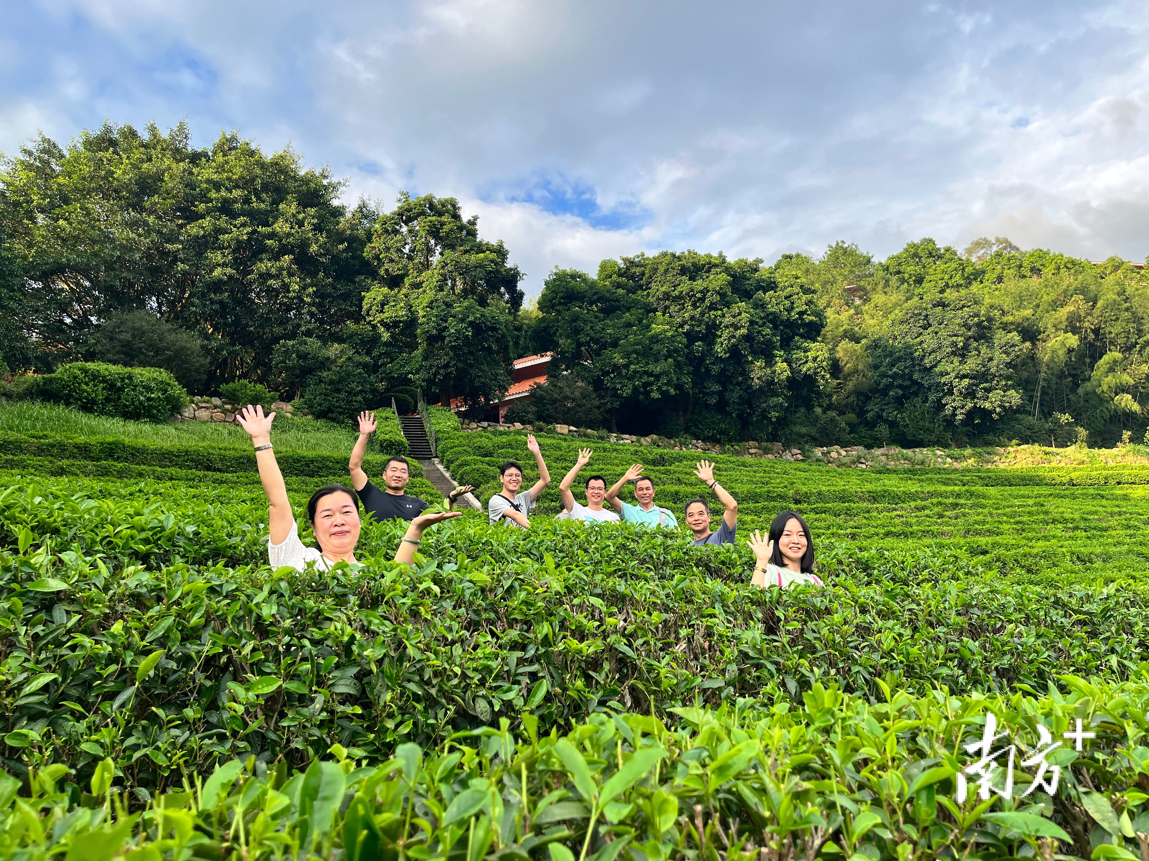 游客在梅州雁南飞茶田景区拍照。受访者供图