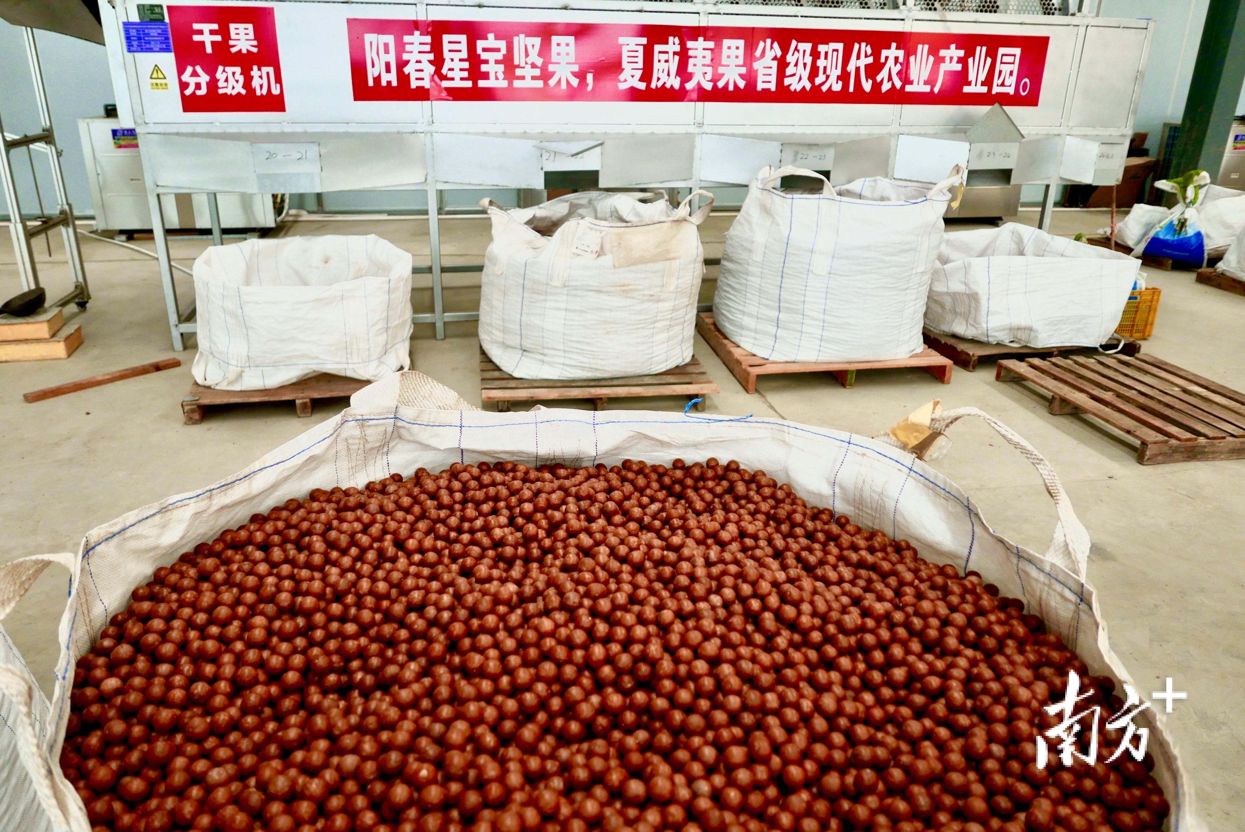 烘干后的阳春坚果。植兰裕 摄