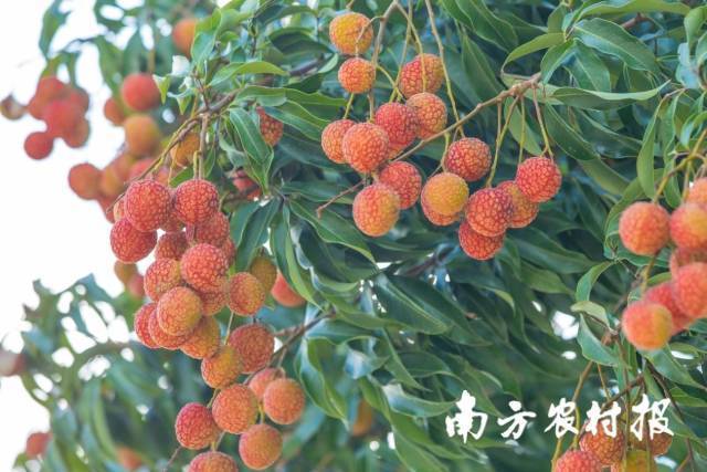 安徽淮北: 严把成品油质量关