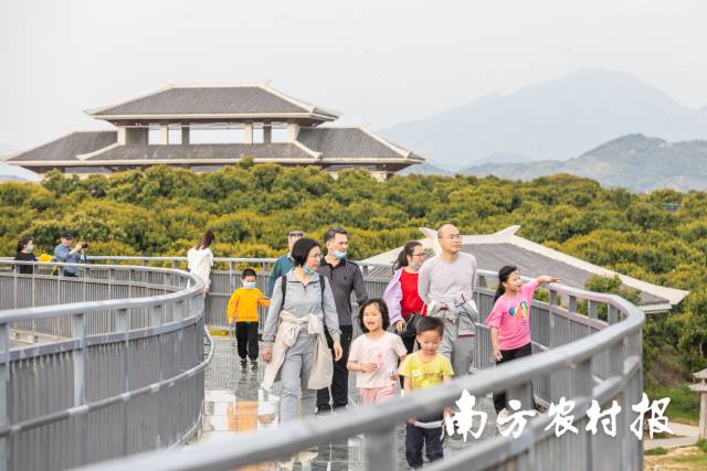 游客在根子鎮(zhèn)欣賞荔枝花。 