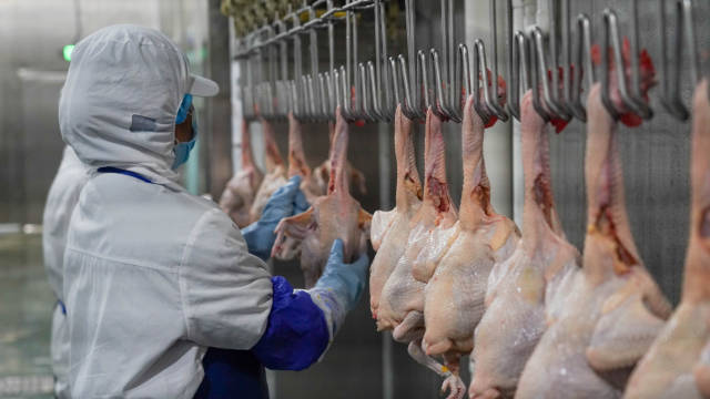 在爱健康农牧集团的清远鸡屠宰车间，只需要60-90分钟，现代化的生产线就可以完成5000只清远鸡的屠宰加工和包装。