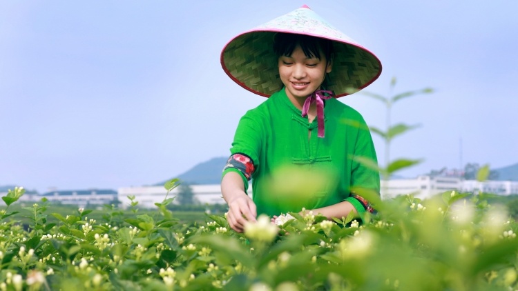 人間第一香,，最是茉莉味