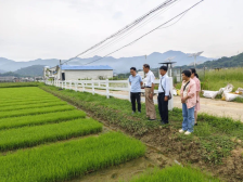 罗定市泗纶镇乡村振兴人才驿站：活用人才资源擦亮“亚灿米”金漆招牌