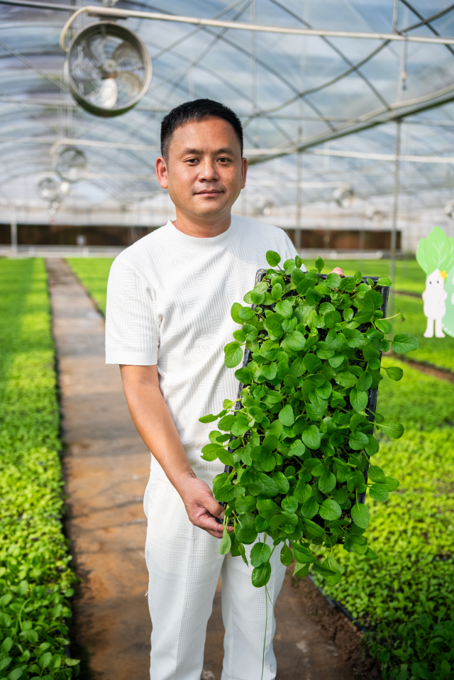 陳洪輝正忙著培育連州菜心苗,。