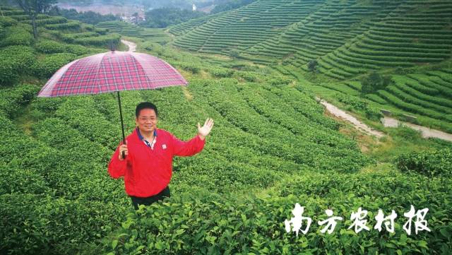 广东东方翠健康科技有限公司董事长林锥到土壤改良种植基地考察。