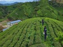 森林法官、蝉茶解纷、生态修复......紫金法院司法护航绿美生态