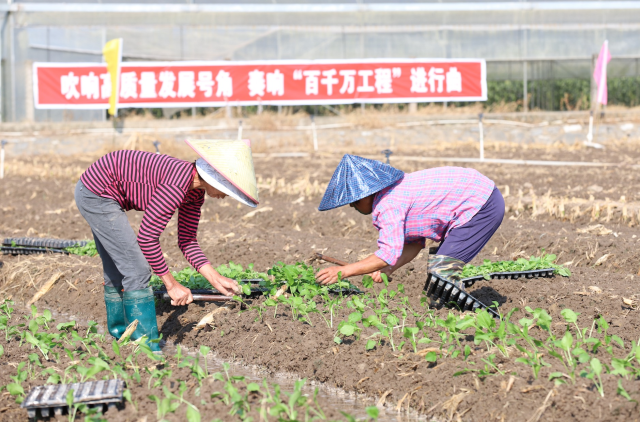 連州菜心基地內(nèi),，菜農(nóng)正將菜心苗移栽至田間,。