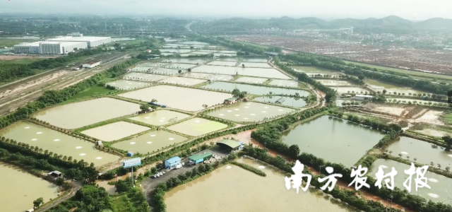 德邦坚农牧鳜鱼养殖基地