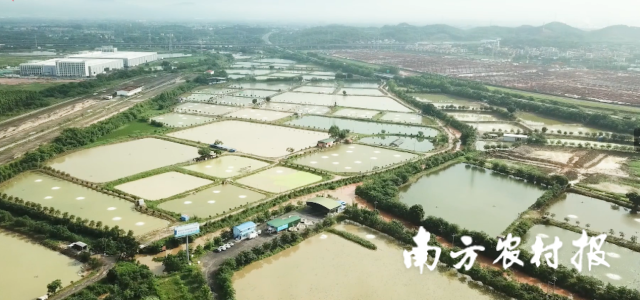德邦坚农牧鳜鱼养殖基地 德邦坚农牧鳜鱼养殖基地