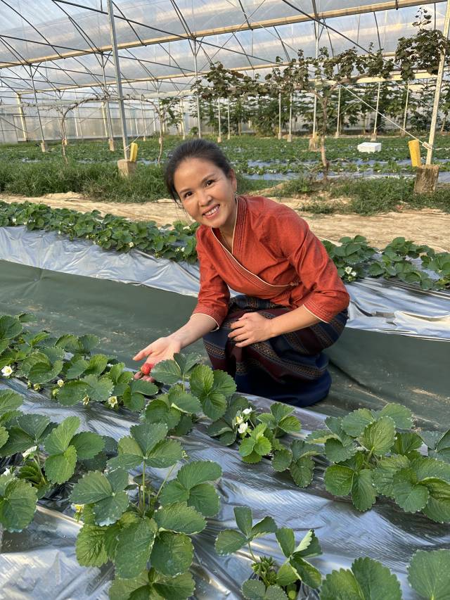 徐春红检查基地中农作物的生长情况。 徐春红检查基地中农作物的客家农夫生长情况。