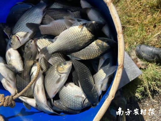 “白金鲫3号”生长速度快,可以当年投苗、当年上市。 “白金鲫3号”生长速度快,可以当年投苗、当年上市。
