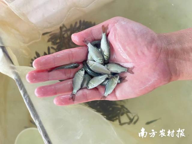 “白金鲫3号”苗种。 “白金鲫3号”苗种。
