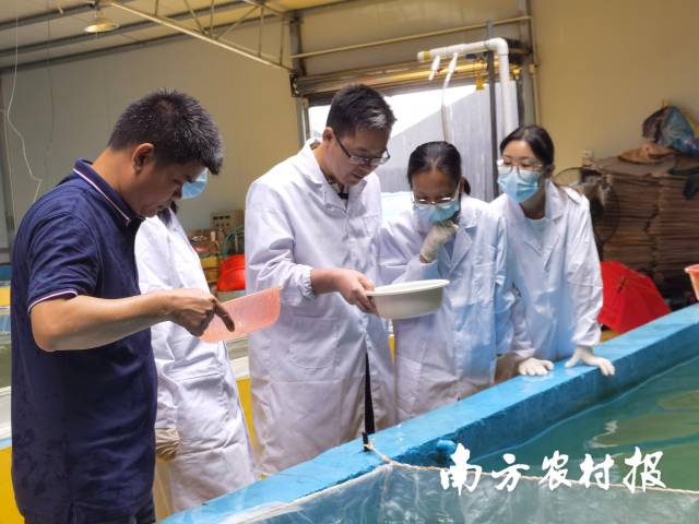 朱华平技术团队在观测“白金鲫3号”生长情况。 朱华平技术团队在观测“白金鲫3号”生长情况。