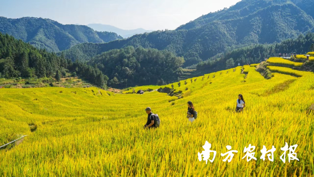 清遠絲苗米孕育在綠水青山之中，圖為歐家梯田,。