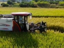 沉甸甸，金灿灿！韶关浈江奏响水稻“丰收曲”