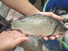 亩产高达7000斤！抗病力更强，“白金鲫3号”有望破解鲫鱼养殖难题