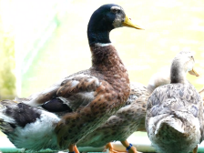 “小鸭苗”孕育中山种业“鸭芯片”| 新质向上 农业焕新