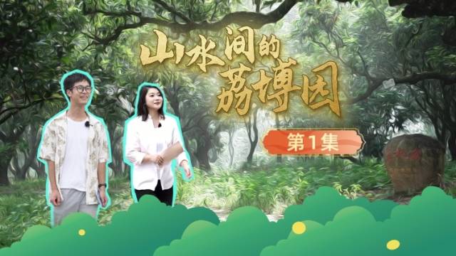 到贡园别急着走，数一数千年古树有几棵？｜山水间的荔博园①