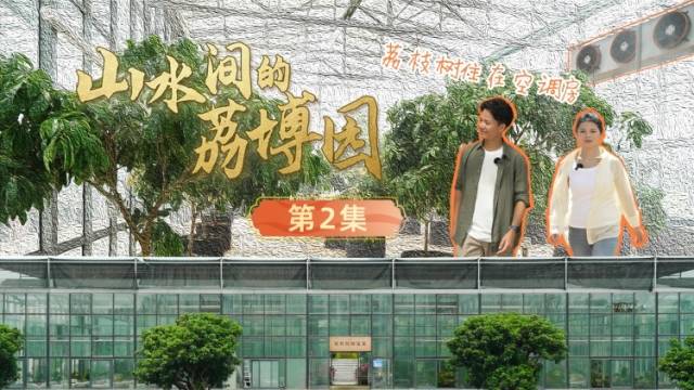 荔枝树住空调房，实验室如何突围大小年？｜山水间的荔博园②