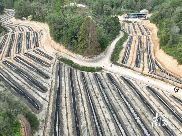 茶阳镇长兴村深山的广地龙养殖基地。 通讯员 刘文烽 供图